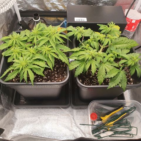 Sticky waterlemoranje wonder candy growlog timeline photo
