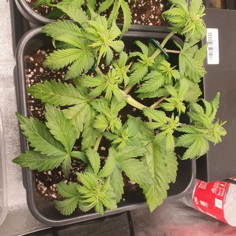 Sticky waterlemoranje wonder candy growlog timeline photo