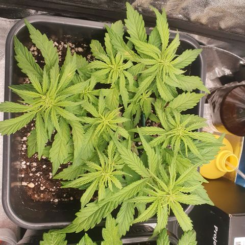 Sticky waterlemoranje wonder candy growlog timeline photo