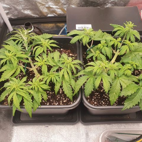 Sticky waterlemoranje wonder candy growlog timeline photo