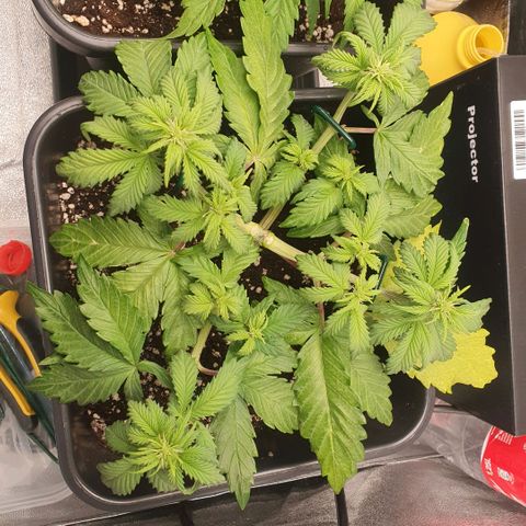 Sticky waterlemoranje wonder candy growlog timeline photo