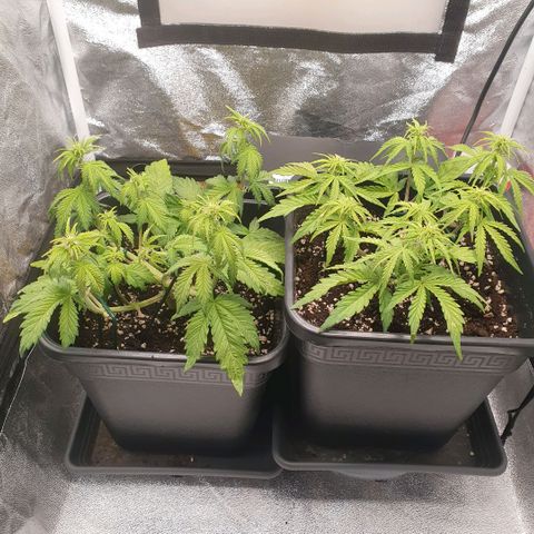Sticky waterlemoranje wonder candy growlog timeline photo