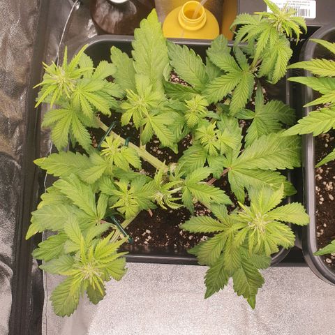 Sticky waterlemoranje wonder candy growlog timeline photo