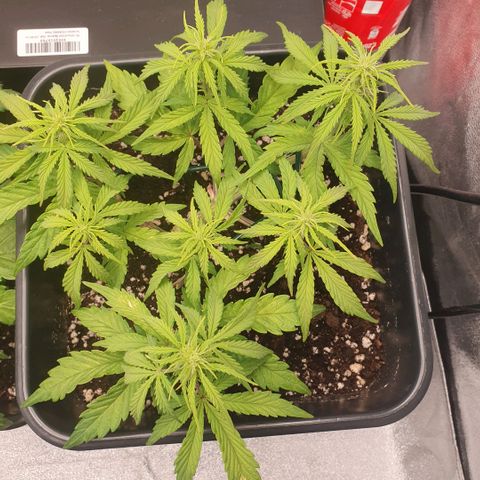 Sticky waterlemoranje wonder candy growlog timeline photo