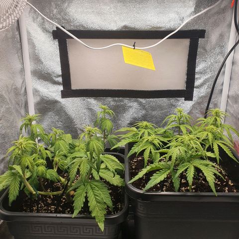 Sticky waterlemoranje wonder candy growlog timeline photo