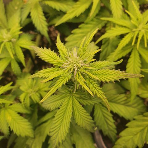 Sticky waterlemoranje wonder candy growlog timeline photo