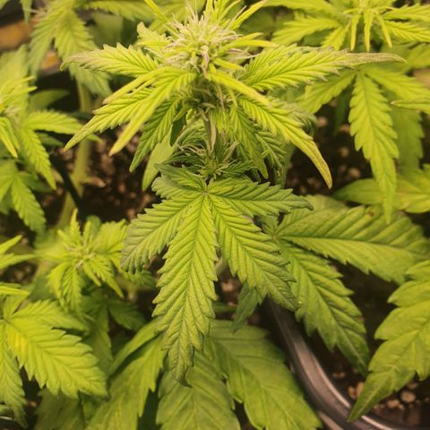 Sticky waterlemoranje wonder candy growlog timeline photo