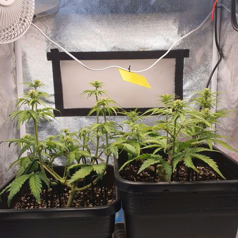 Sticky waterlemoranje wonder candy growlog timeline photo