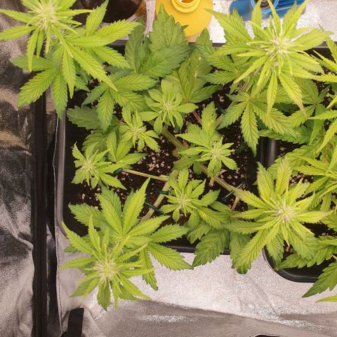 Sticky waterlemoranje wonder candy growlog timeline photo