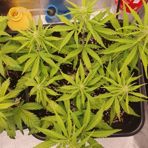 Sticky waterlemoranje wonder candy growlog timeline photo