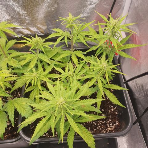 Sticky waterlemoranje wonder candy growlog timeline photo