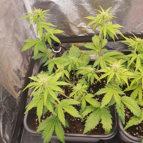 Sticky waterlemoranje wonder candy growlog timeline photo