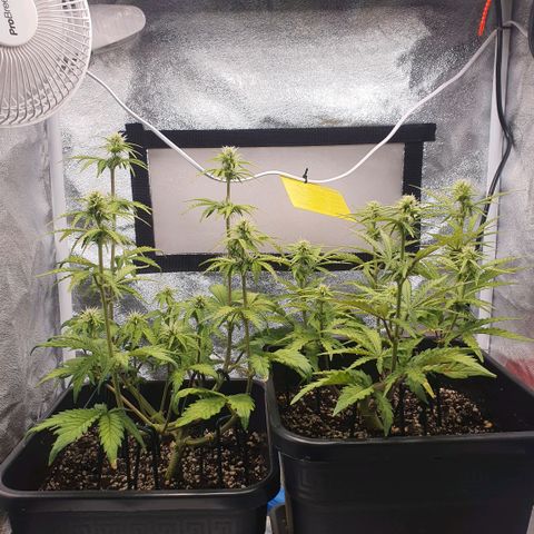 Sticky waterlemoranje wonder candy growlog timeline photo