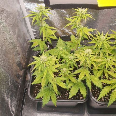 Sticky waterlemoranje wonder candy growlog timeline photo