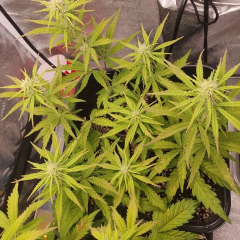 Sticky waterlemoranje wonder candy growlog timeline photo