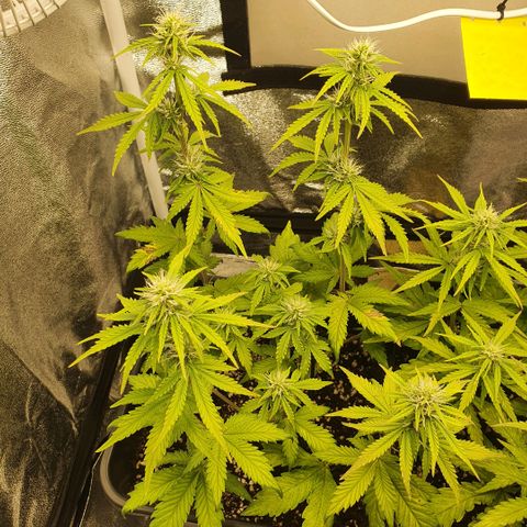 Sticky waterlemoranje wonder candy growlog timeline photo