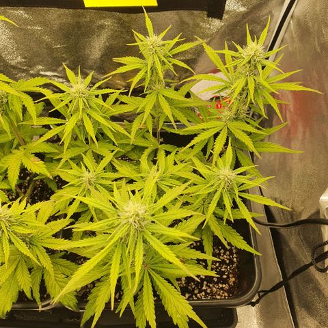 Sticky waterlemoranje wonder candy growlog timeline photo