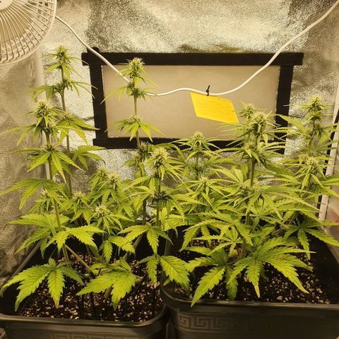 Sticky waterlemoranje wonder candy growlog timeline photo
