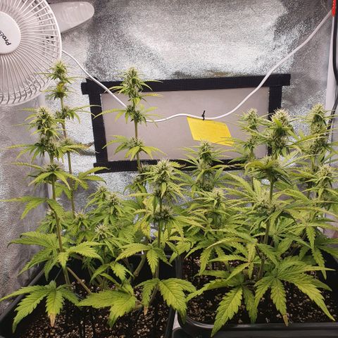 Sticky waterlemoranje wonder candy growlog timeline photo