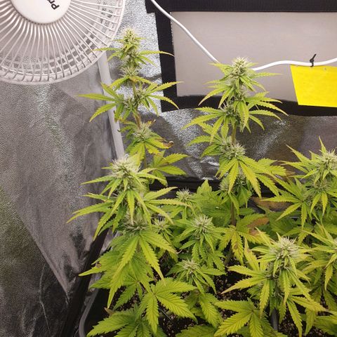 Sticky waterlemoranje wonder candy growlog timeline photo