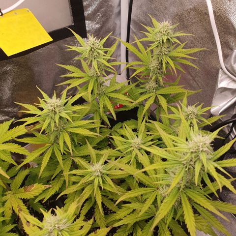 Sticky waterlemoranje wonder candy growlog timeline photo