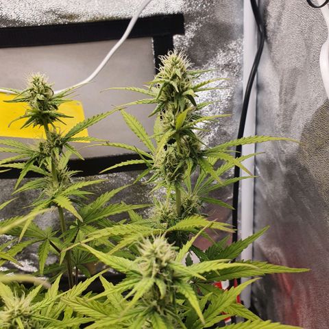 Sticky waterlemoranje wonder candy growlog timeline photo