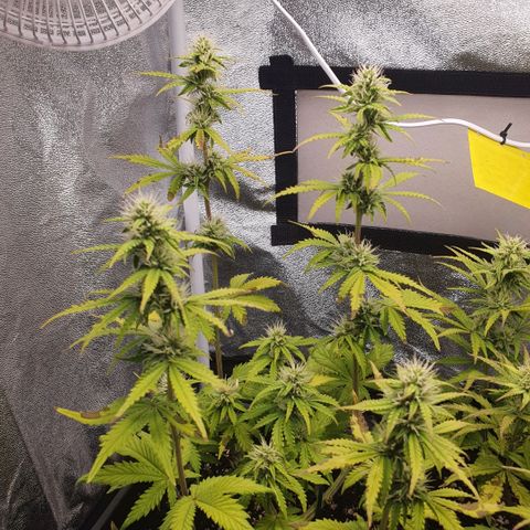 Sticky waterlemoranje wonder candy growlog timeline photo