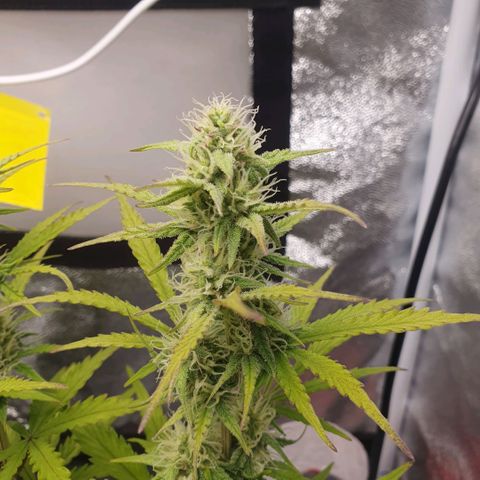 Sticky waterlemoranje wonder candy growlog timeline photo
