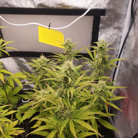 Sticky waterlemoranje wonder candy growlog timeline photo