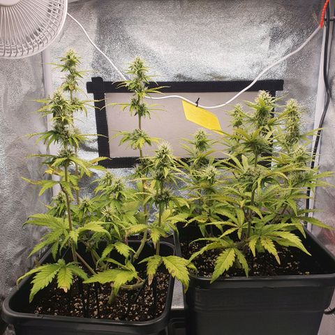 Sticky waterlemoranje wonder candy growlog timeline photo