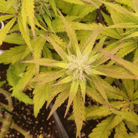 Sticky waterlemoranje wonder candy growlog timeline photo