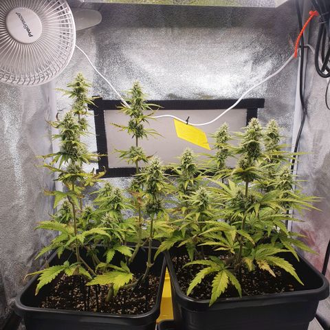 Sticky waterlemoranje wonder candy growlog timeline photo