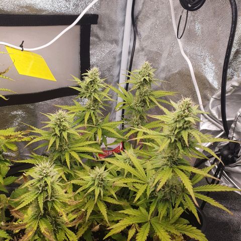 Sticky waterlemoranje wonder candy growlog timeline photo