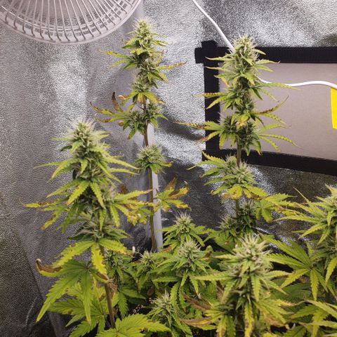 Sticky waterlemoranje wonder candy growlog timeline photo