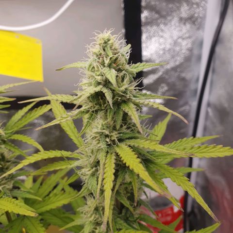 Sticky waterlemoranje wonder candy growlog timeline photo