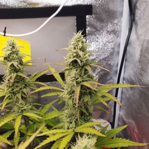 Sticky waterlemoranje wonder candy growlog timeline photo