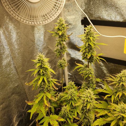 Sticky waterlemoranje wonder candy growlog timeline photo