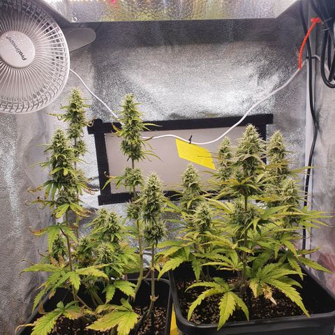 Sticky waterlemoranje wonder candy growlog timeline photo