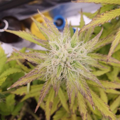 Sticky waterlemoranje wonder candy growlog timeline photo