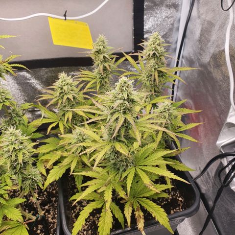 Sticky waterlemoranje wonder candy growlog timeline photo