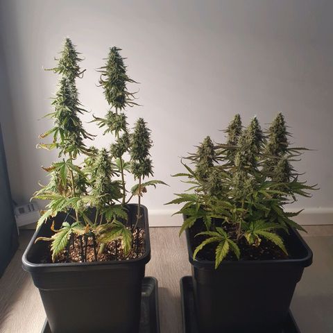 Sticky waterlemoranje wonder candy growlog timeline photo