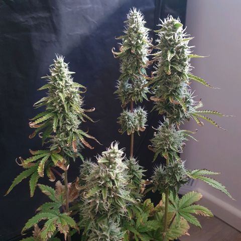 Sticky waterlemoranje wonder candy growlog timeline photo