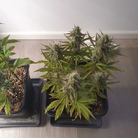 Sticky waterlemoranje wonder candy growlog timeline photo