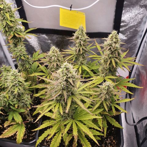 Sticky waterlemoranje wonder candy growlog timeline photo