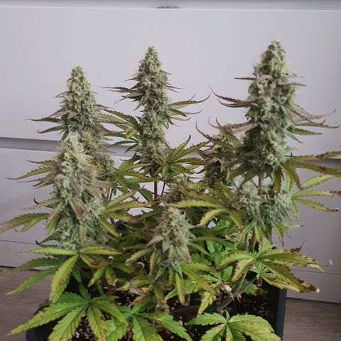 Sticky waterlemoranje wonder candy growlog timeline photo