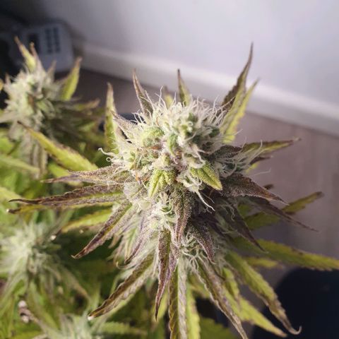 Sticky waterlemoranje wonder candy growlog timeline photo