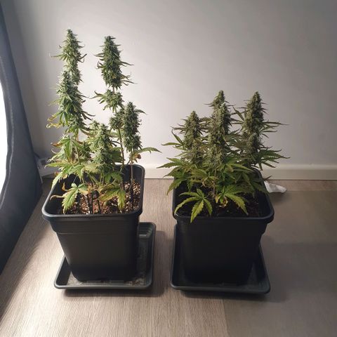 Sticky waterlemoranje wonder candy growlog timeline photo