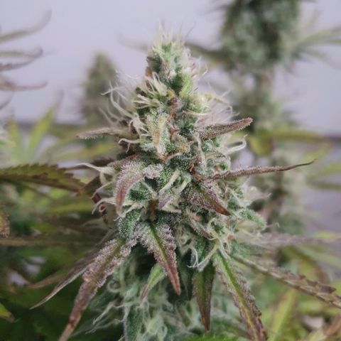 Sticky waterlemoranje wonder candy growlog timeline photo