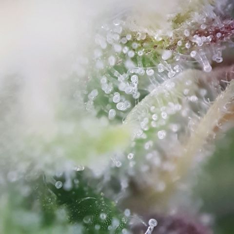 Sticky waterlemoranje wonder candy growlog timeline photo