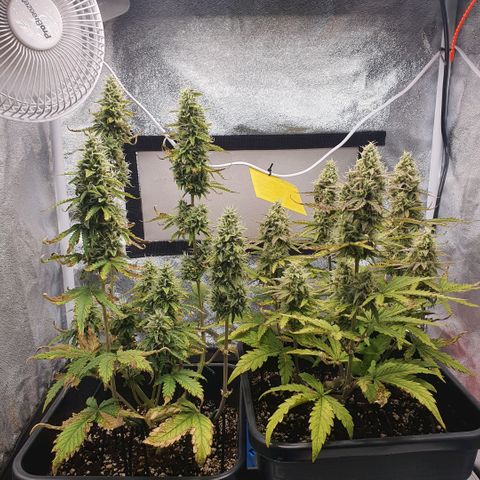 Sticky waterlemoranje wonder candy growlog timeline photo